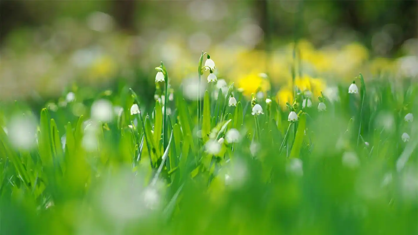 清新的花卉高清护眼桌面壁纸