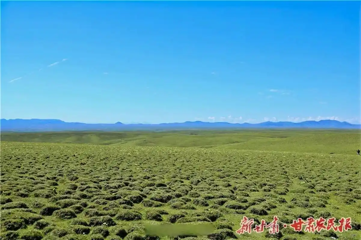 美仁大草原,位于甘南州合作市东,是青藏高原特有的高山草甸草原地貌