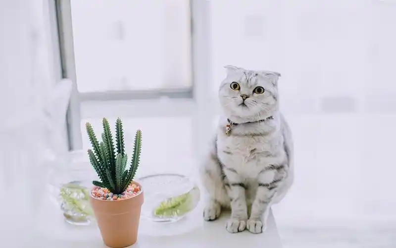 网红猫咪高清萌宠动物壁纸图片