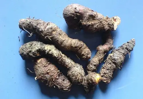 【引用】伤科要药--蚤休(七叶一枝花,重楼)的传说,药性和使用