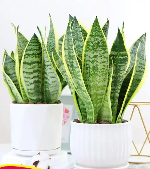 金边高矮品种植物室内大盆栽虎尾兰裸苗客厅水培白玉花卉苗虎皮兰1颗