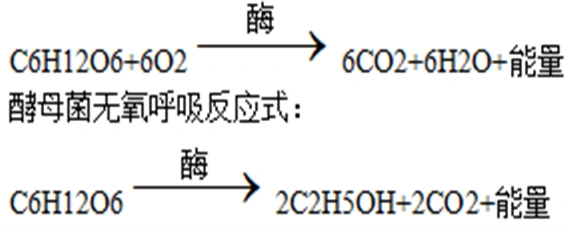 酵母菌有氧呼吸和无氧呼吸的方程式-爱问教育培训