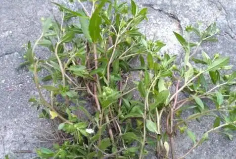 1种野草,人称"乌心草",汁液能乌发,别拔,拔1棵少1棵