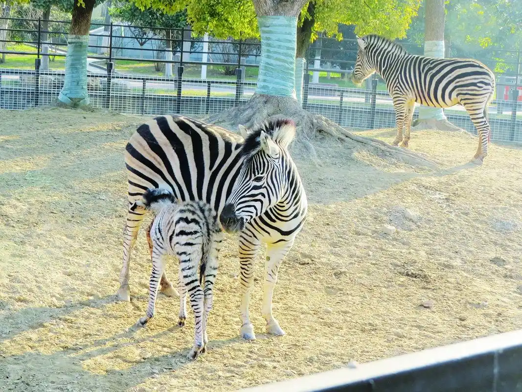淮安市动物园首次成功繁育斑马 母子俩一模一样