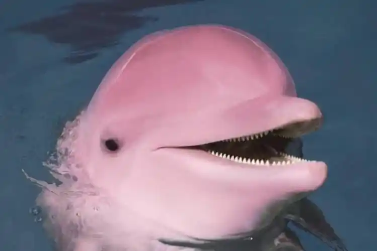 自然界十大惊艳粉色动物排行榜火烈鸟上榜第九高智商