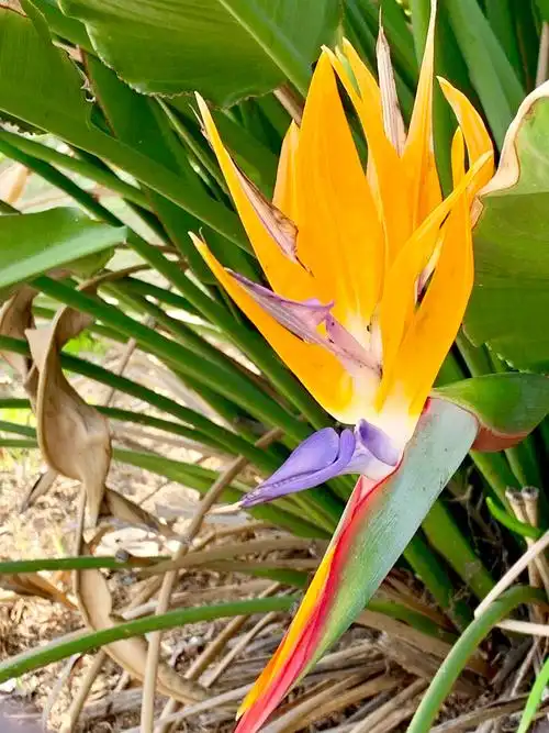 极端美丽的花名:天堂鸟