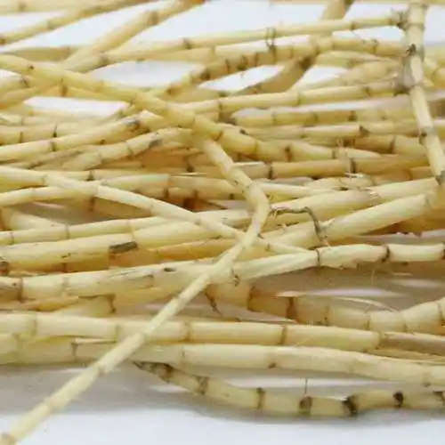 农村常见植物白茅根煮水15分钟当茶喝大人小孩都健康