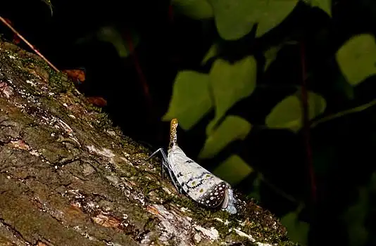 白色,蜡,知了,树上,树林