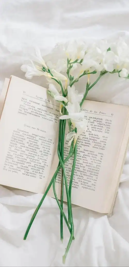 清新小白花ins风摄影,植物-手机壁纸