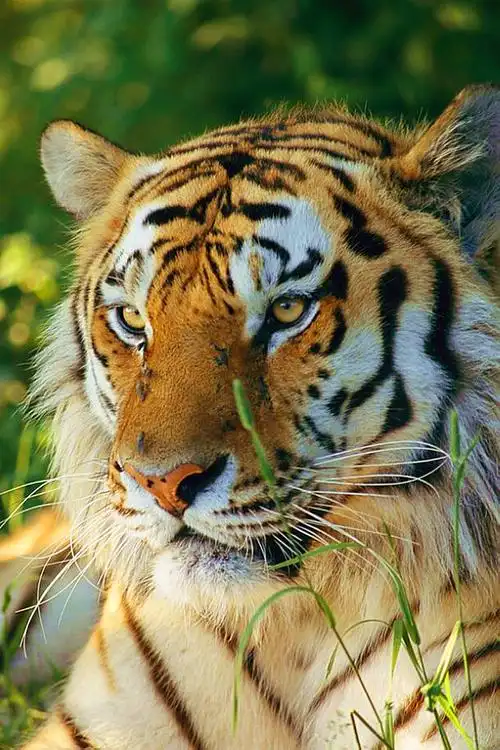 堆糖,美图壁纸兴趣社区