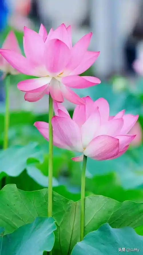 一朵粉红色的荷花,亭亭玉立