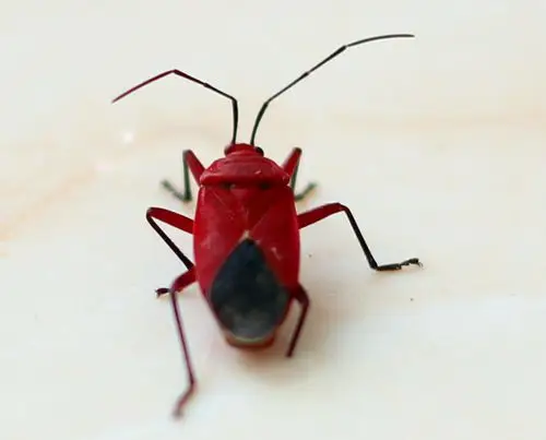 请问这是什么虫,红色的,自己拍的