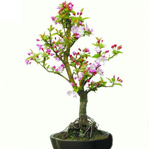 御卉阁 海棠盆栽 海棠花苗 海棠花 日本海棠 贴梗海棠 海棠 当年开花