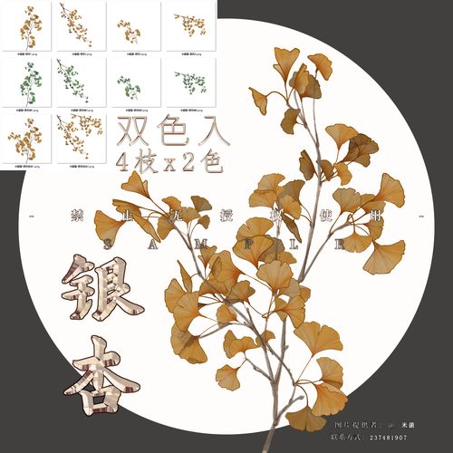 【银杏】原创植物素材花卉透明底古风png可商银杏免抠绘画背景