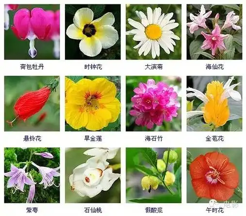 最全花卉整合版400多种配图及名称