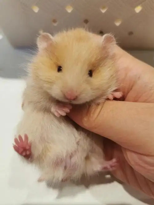 面纹蜜接预定啦喜欢的速度冲已出