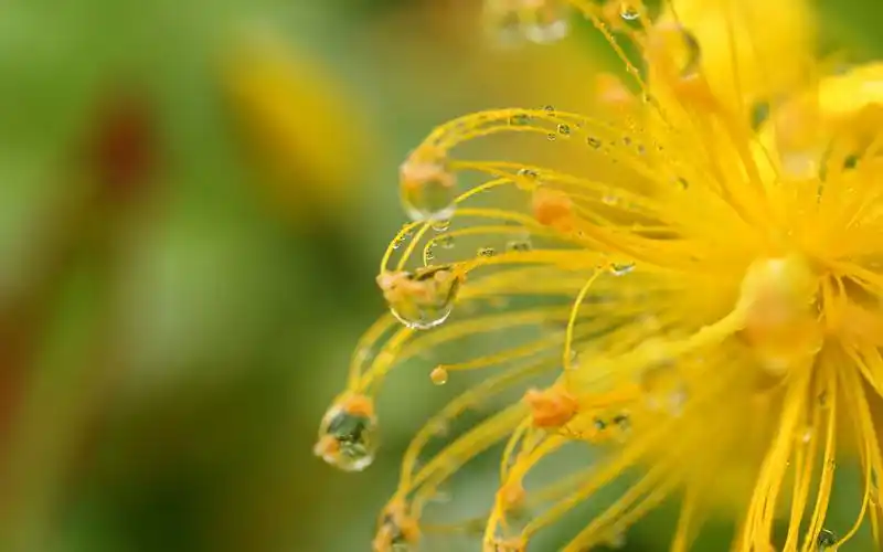 雨后的花蕊小清新唯美高清桌面壁纸