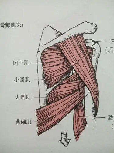 牵拉肩关节的肌肉有:  冈上肌,冈下肌,大,小圆肌,三角肌,胸大,小肌,肱