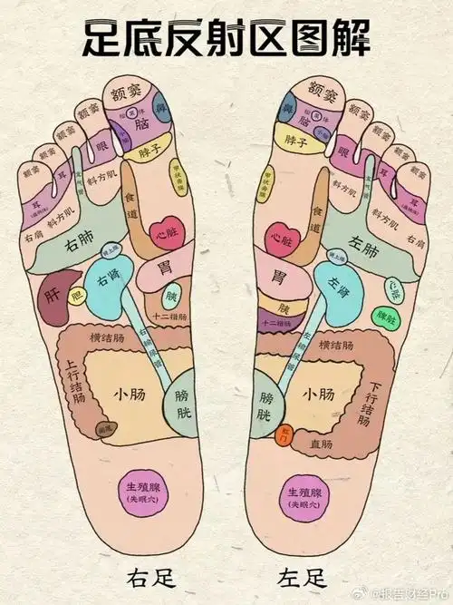是关于足部反射区的详细解释:定义与理论:中医认为人体各部分,各脏腑