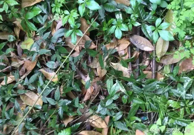 农村山里蛇见到就怕的一种野草,人称"蛇附子",如今150元一斤