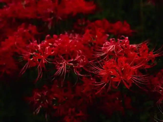 彼岸花绽放在地狱的恶魔之花