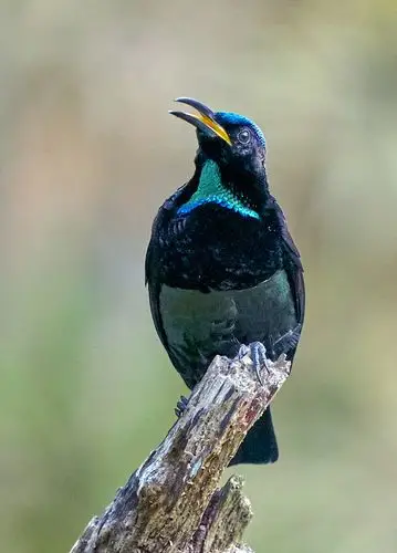 澳洲拍鸟小掩鼻风鸟
