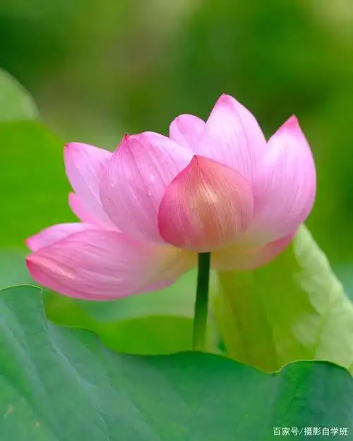 荷花照片别拍废,这么拍会更美,手机调色还不累