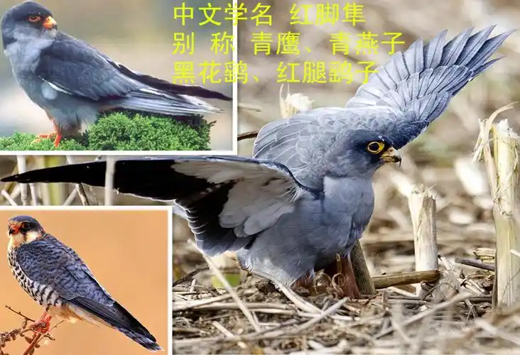 展开全部 红脚隼-- 也叫阿穆尔隼