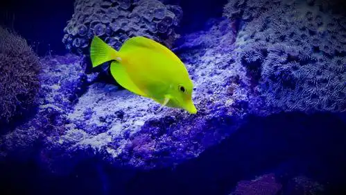 美丽的海洋生物——北部湾海底世界掠影(3)