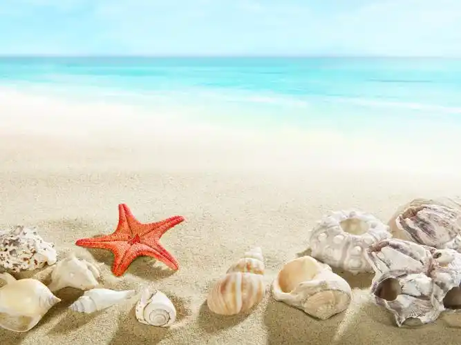 2560x1920 桌布 海滩,贝壳,海星,海