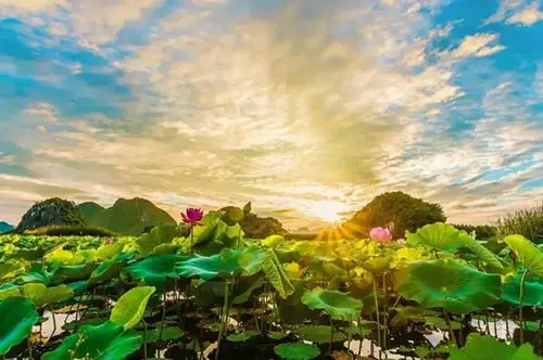 初夏梦境荷花盛开我在普者黑等你赴三生三世之约