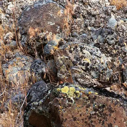 浅看军事伪装术-搜狐