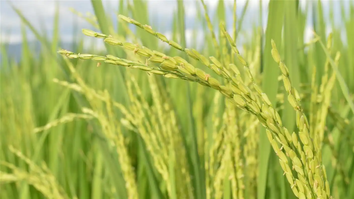 嫩绿的水稻高清桌面壁纸