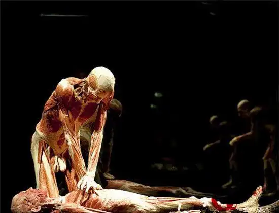 慎入!尸体是如何一点点烂成骷髅的