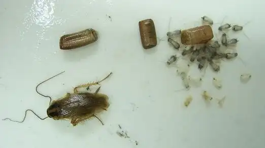 为什么蟑螂这么难灭掉,怎么样才能彻底灭掉蟑螂