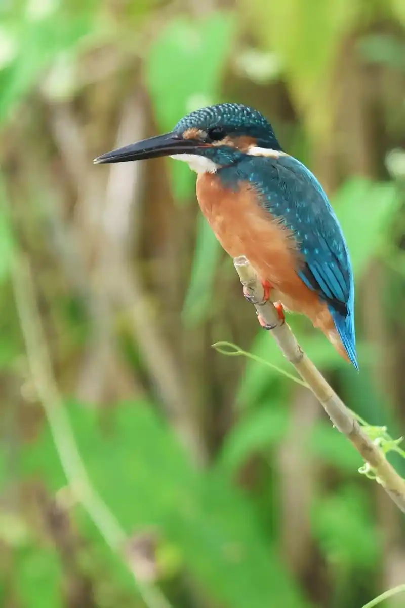 芦苇上的小翠.翠鸟#野生鸟类摄影 #爱鸟护鸟 #拍鸟 - 抖音