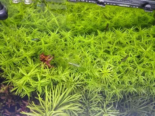 十字牛顿从从五根到爆缸 - 水草种植 - cta南美水族 - powered by