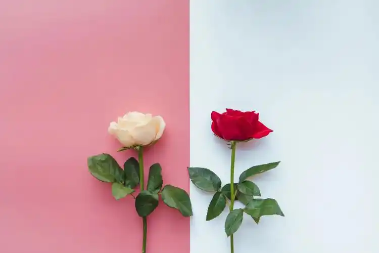 蓝玫瑰代表浪漫.粉红色代表淡雅……这些花语都蛮不错的.