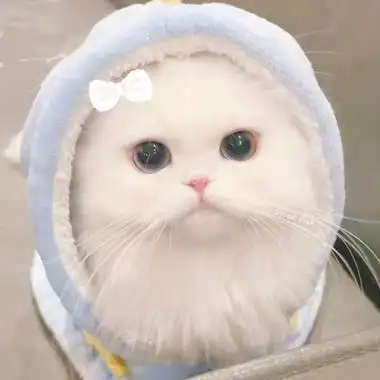 超萌小奶猫头像图片