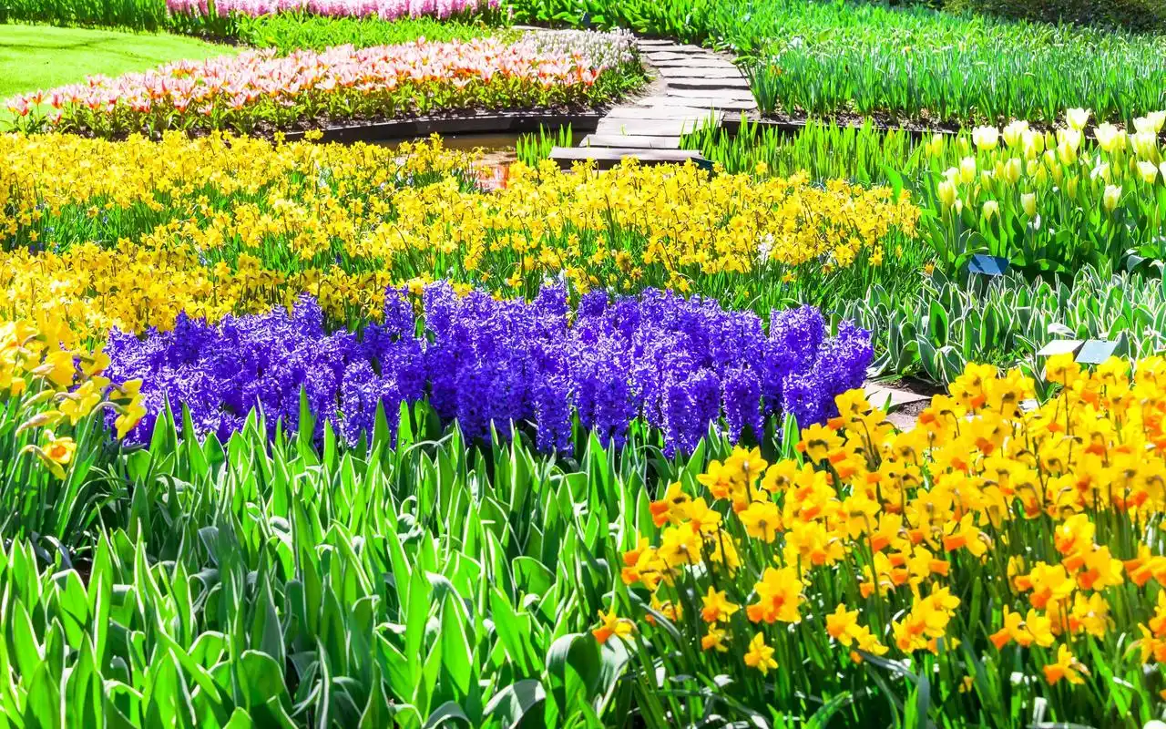 精选美丽的花海图片电脑桌面壁纸高清大图预览2560x1600_风景壁纸下载