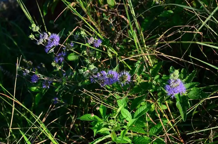 武夷山植物--兰香草(五)