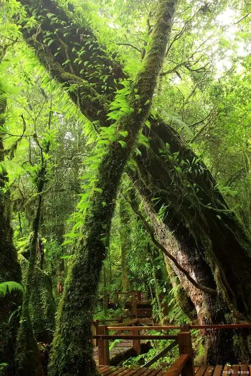 西双版纳是一片充满热带雨林的地区,如果你想深入探索其自然美景,不妨