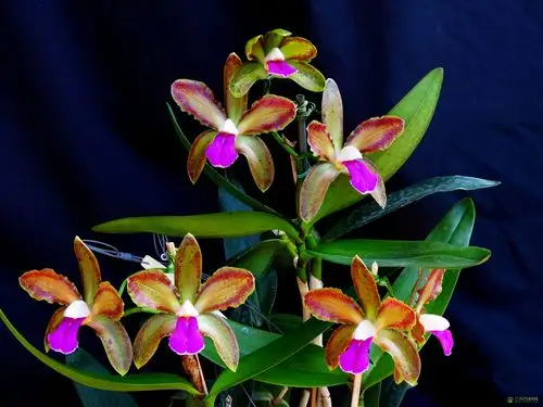 二色卡特兰cattleya bicolor lindl.
