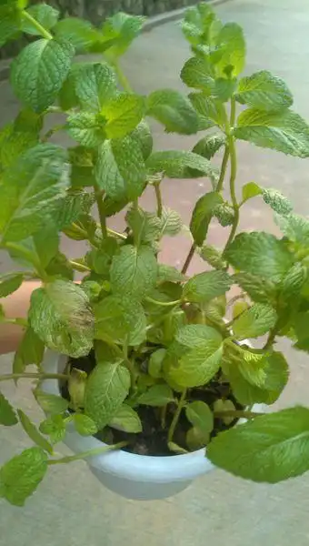 这种薄荷能吃吗