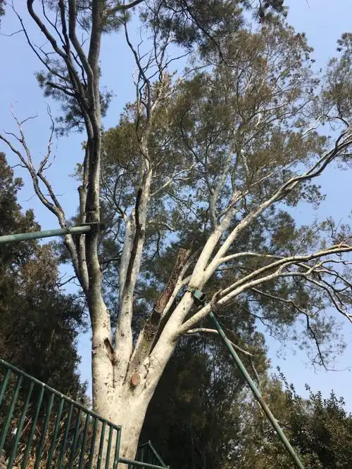 北海公园团城内的白皮松,310岁了!