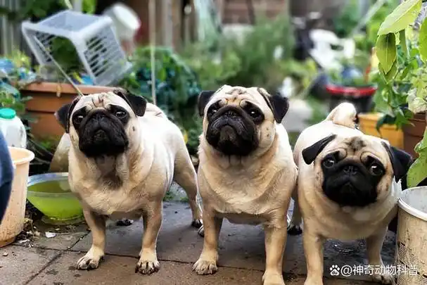 世界十大较适合家养的宠物狗_畜牧知识_中睿百科网