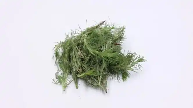 苦,辛,性微寒,主要归脾,胃,肝,胆经,具有清利湿热,利胆退黄的基本功效