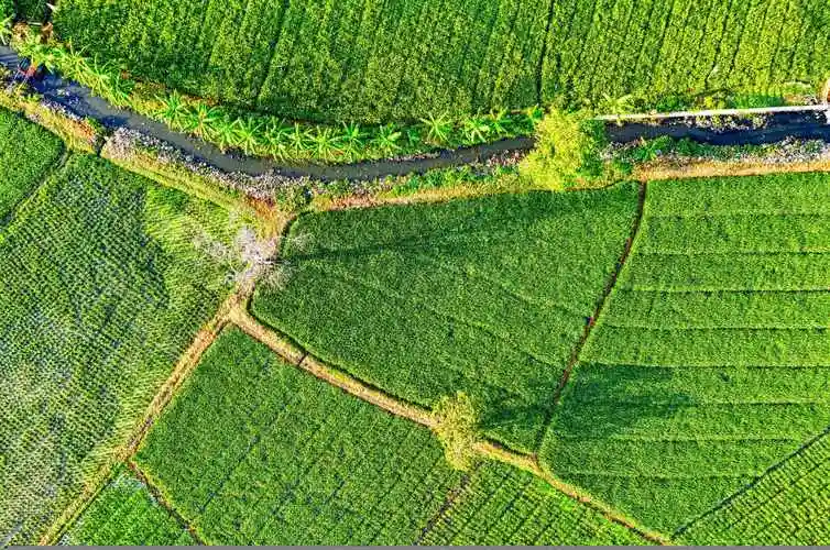 航拍农田绿色护眼壁纸