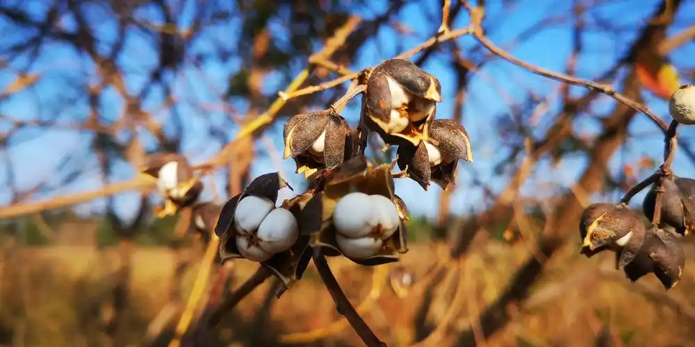 微型棉花造型的果实,就是前面提到的小子弹.