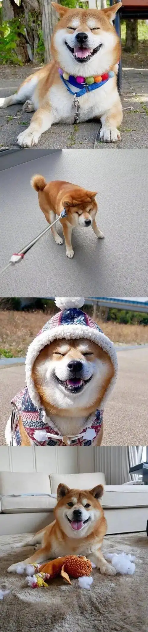 柴犬的治愈系微笑!